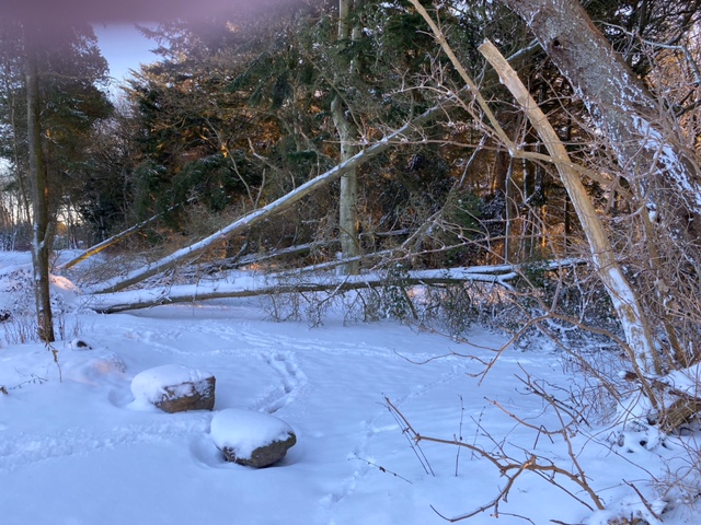 Væltede træer